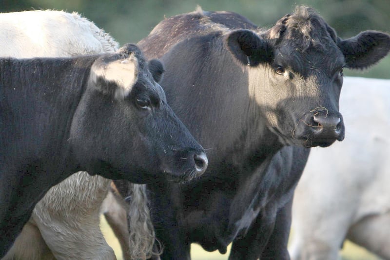 ‘Unpredictable virus’ - Concern as Bluetongue suspected in second herd in Co Down