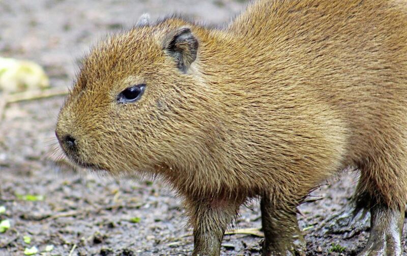 The capybara is a semi-aquatic mammal found on Central and South American riverbanks, beside ponds and in marshes. They have webbed feet and can hold their breath for up to 5 minutes 