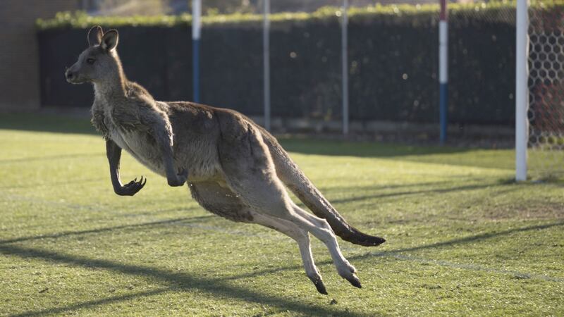 The 6ft marsupial stopped play for 32 minutes during a game in Canberra.