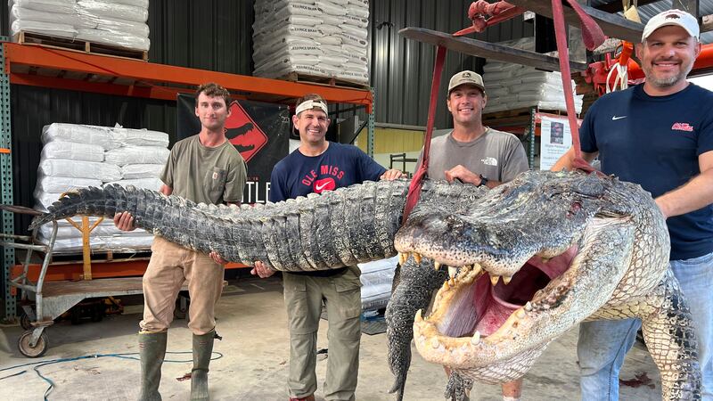 The captured alligator (Shane Smith/Red Antler Processing/AP)