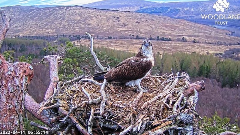 Louis the osprey returned to Loch Arkaig Pine Forest in Lochaber on Monday morning.