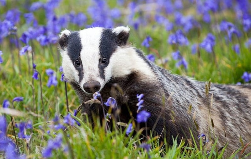 A proposed DAERA plan to control bovine TB involved would have involved the ‘controlled shooting’ of free-roaming badgers.