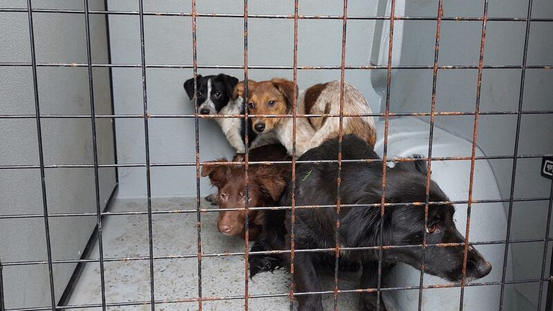The animals were rescued from a property in the Armagh area. PICTURE: PSNI/ FACEBOOK