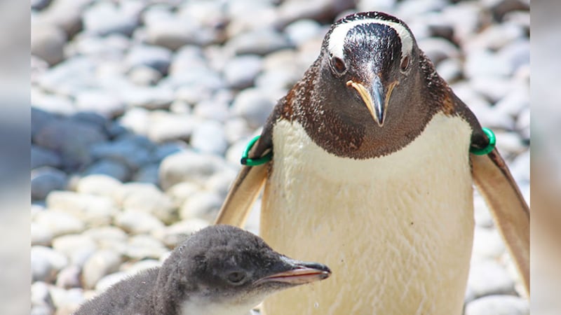 Belfast Zoo is celebrating the arrival of nine gentoo penguins