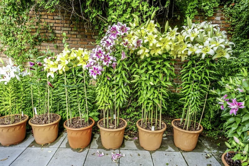 Pots of oriental lilies