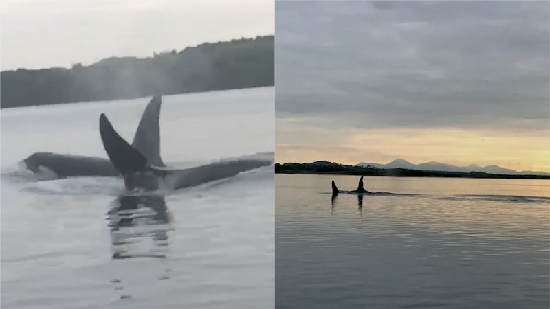 The killer whales were spotted in Strangford Lough.