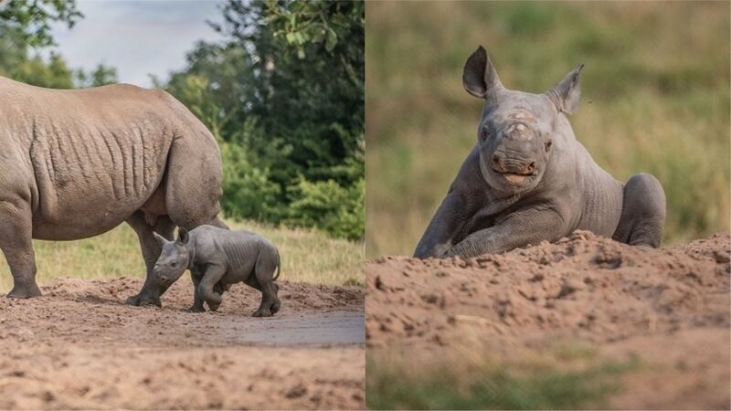 A one-week-old rhino calf has ventured out to play for the first time, and had a frolic in the sand.