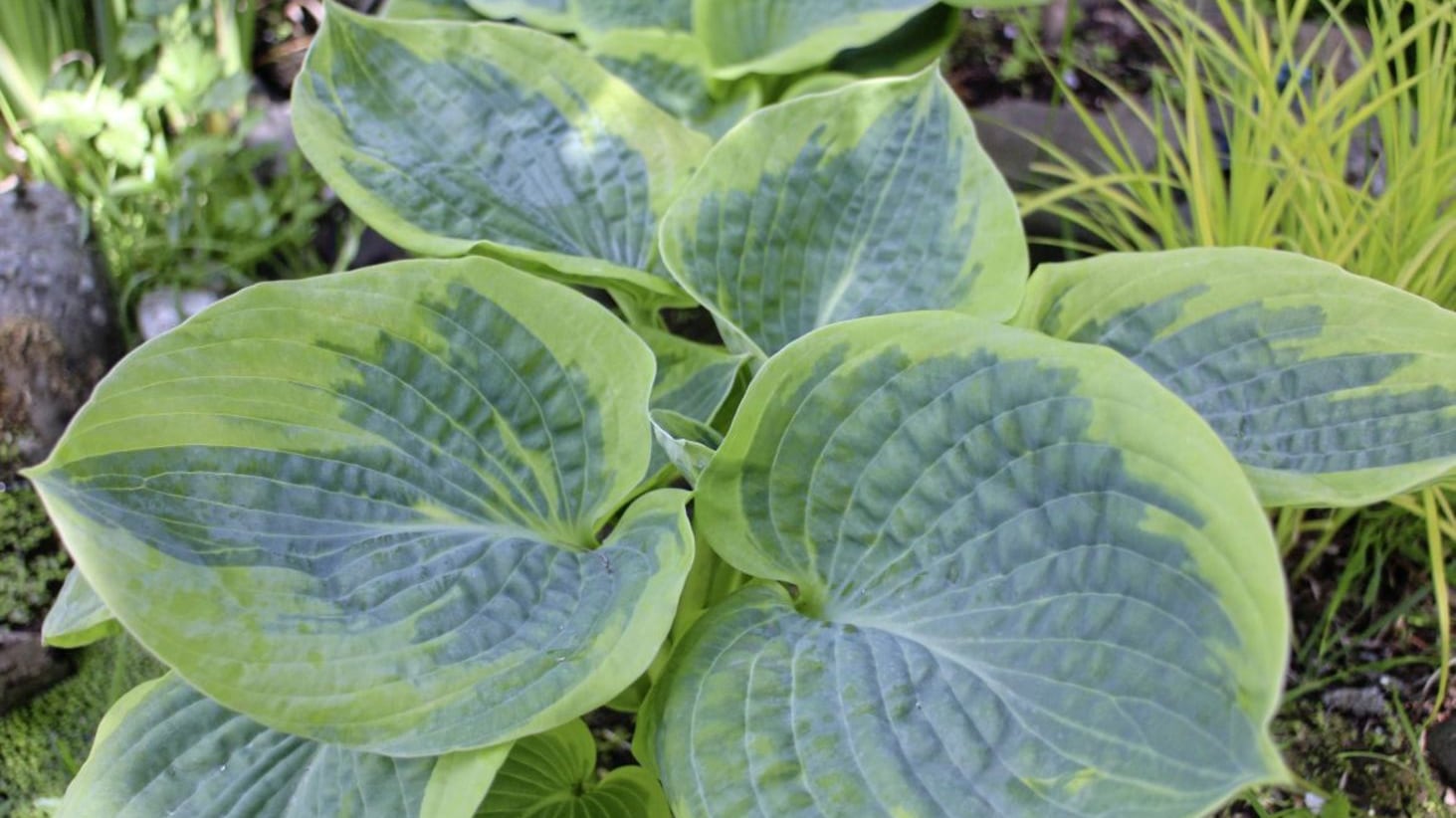 The deep green of hosta leaves appears almost as blue 