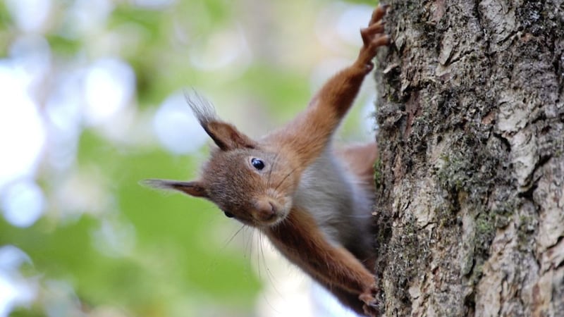 The red squirrel population is increasing on the Co Down stately home of Mount Stewart 