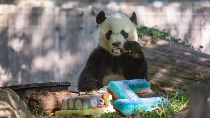 Bei Bei, born at Smithsonian’s National Zoo in Washington DC, will soon be heading to China.