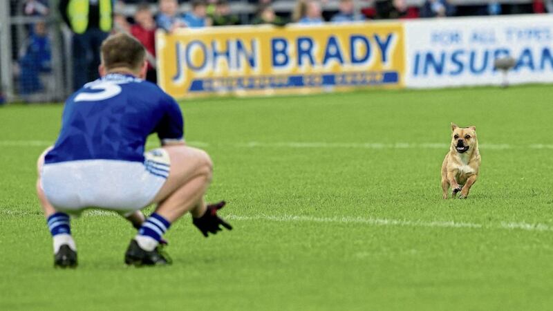 Cavan full-back Paw-draig Faulkner prepares to go man-to-dog on a nippy pitch invader during last Saturday&rsquo;s Ulster SFC quarter-final win over Monaghan at Kingspan Breffni  Picture by Philip Walsh 