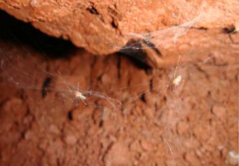 The species Ochyrocera misspider gets its name from Little Miss Spider.