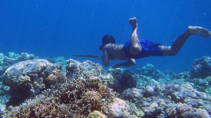 Bajau people from Indonesia are genetically adapted to swimming deep underwater, study shows.