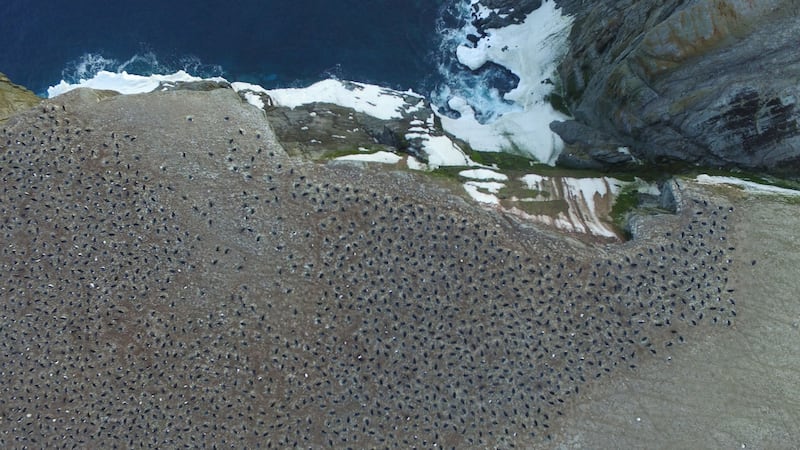 There are around 751,527 pairs of the penguin species inhabiting the Danger Islands.