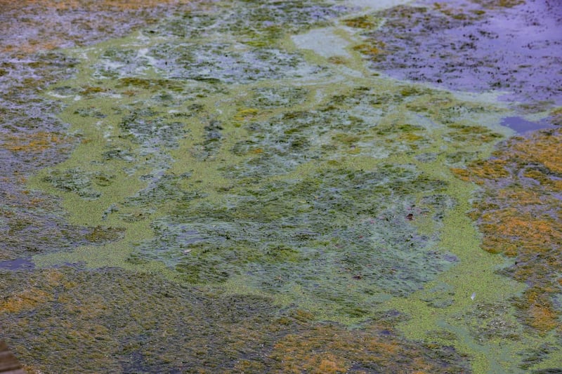 Algae on the surface of Lough Neagh at Ballyronan Marina