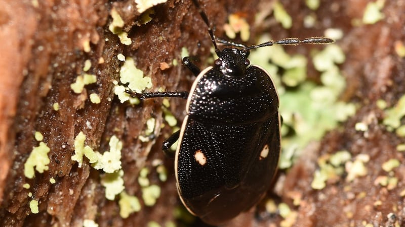 The cow wheat shieldbug has a black body featuring two distinctive white spots and was last recorded in 1989. 