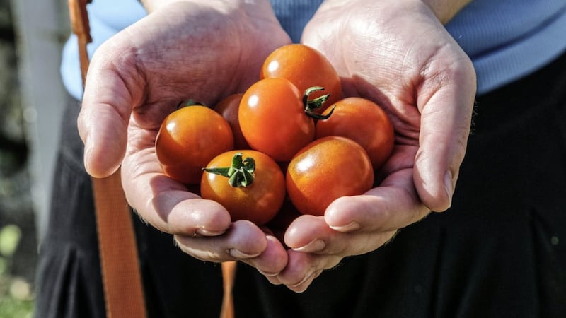 Cherry tomatoes are among the half-price fruit and veg at Spar until September 3 
