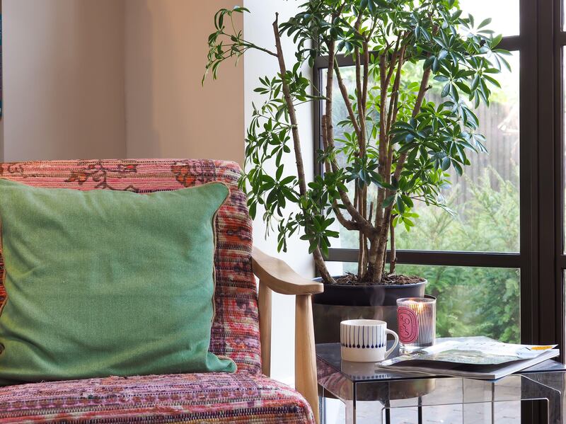 Plants can transform the feel of your room