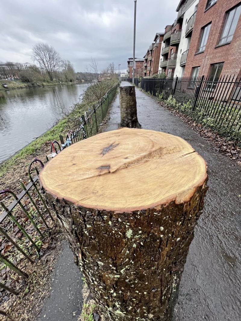 Several mature trees have been cut down on Stranmillis embankment as part of a flood alleviation works scheme. Picture by Hugh Russell 