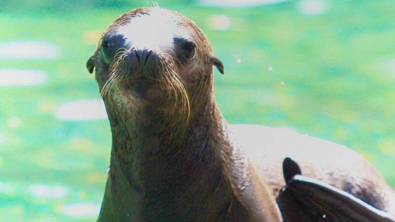 The Californian sea lion who is the latest addition to Belfast Zoo 