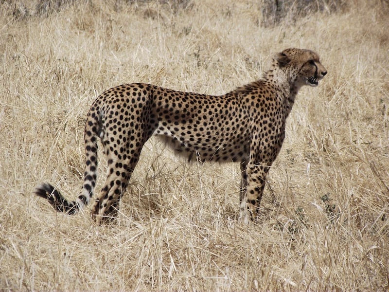 A cheetah 