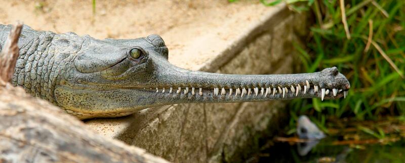 The Gharial crocodile (Josh More/ZSL/PA)