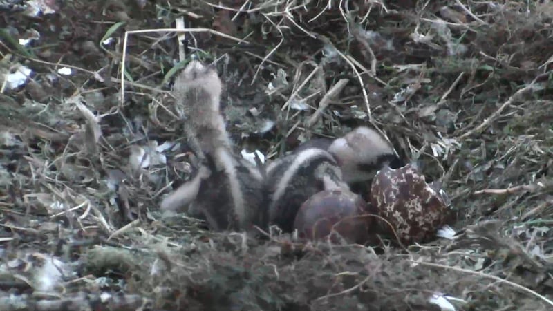 The chick emerged from its shell on Sunday evening.