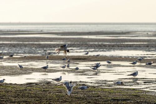Travel: Discover a wildlife haven at the mouth of the Somme 