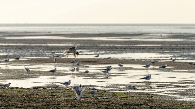 Birds on the mudflats of the Baie de Somme 