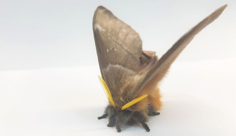 Deaf moth