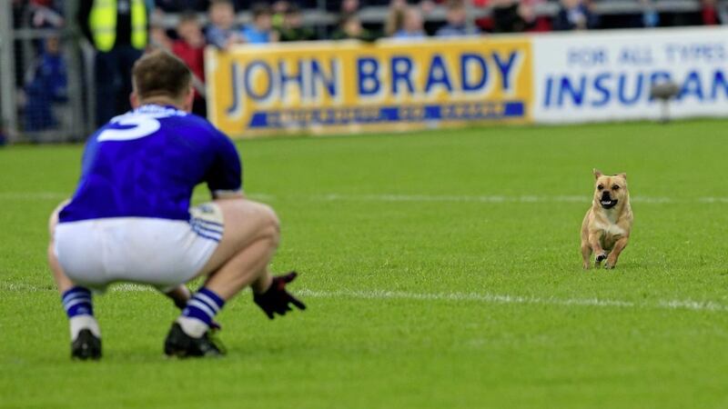 Cavan&#39;s Padraig Faulkner tries to call a dog that invaded the pitch on Saturday evening. Picture by Philip Walsh 