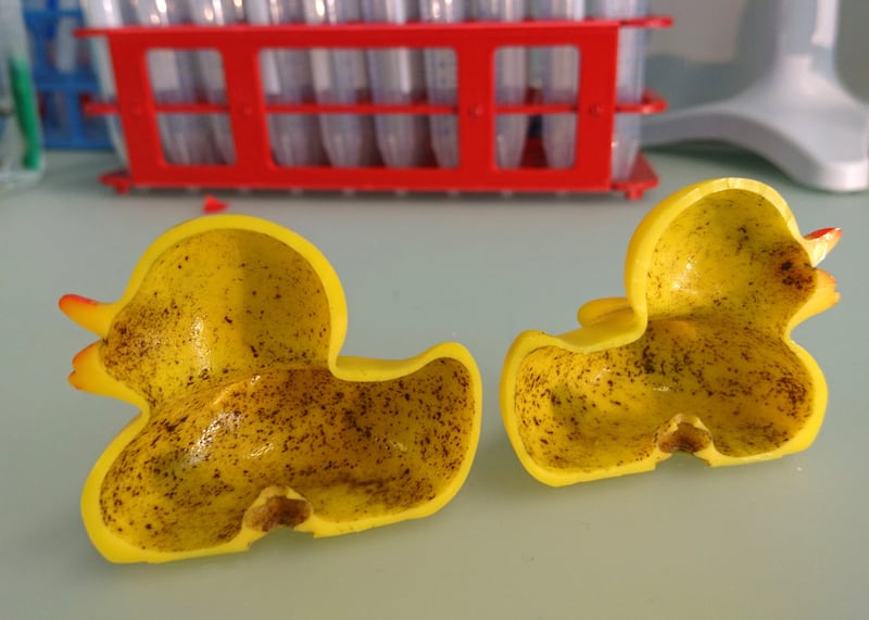 A rubber duck cut open to show a biofilm of microorganisms (Swiss Federal Institute of Aquatic Science and Technology)