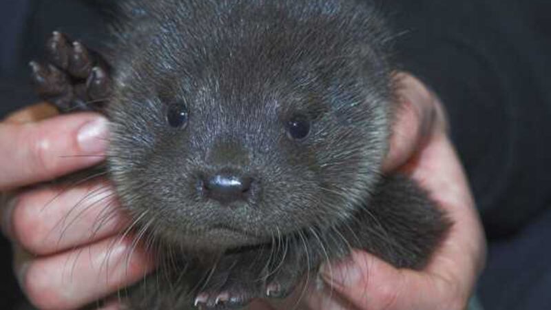 The otter cub lost his mum in the storm. Picture courtesy of&nbsp;Scottish SPCA