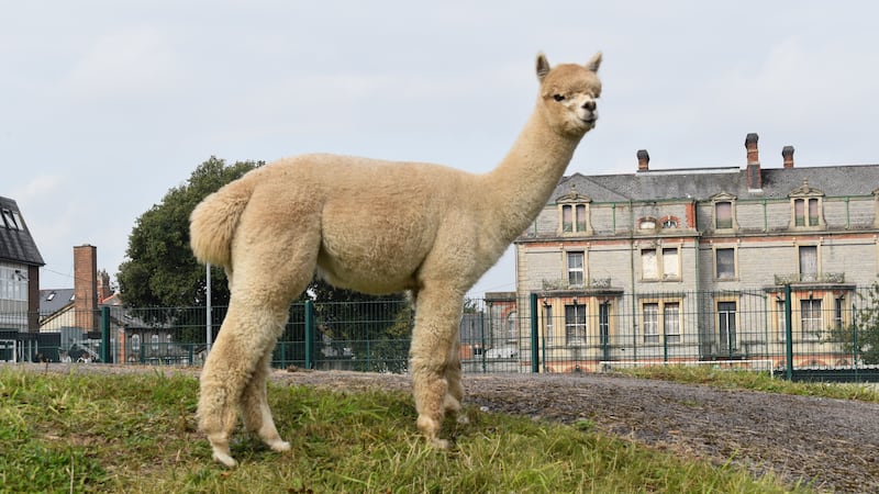 A herd of four alpacas has been brought to a school in Penarth, Wales, joining a dog and several chickens.