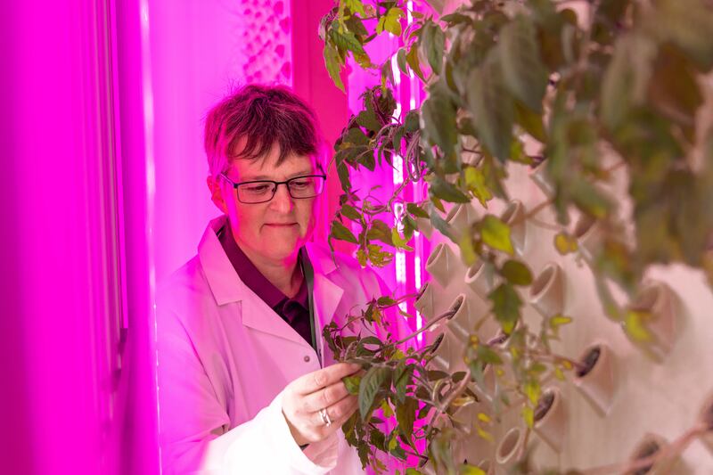 Professor Tracy Lawson examines the plants being grown in the vertical farm at Essex University’s new plant lab.