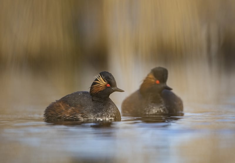 The Royal Society for the Protection of Birds said the black-necked grebe jumped in the number of breeding pairs in 2023 after conservation efforts