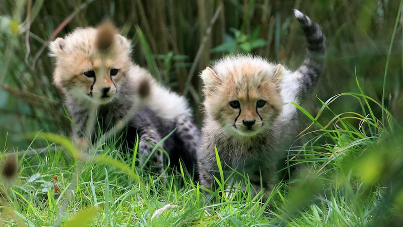 Brothers Saba and Nairo were born at Port Lympne in Kent.