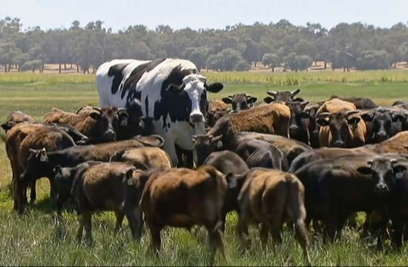 Australia Huge Steer