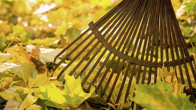 Grab your rake and gather fallen leaves to turn into leafmould 