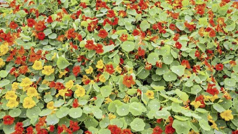 Nasturtiums can be used as a sacrificial plant near runner beans 