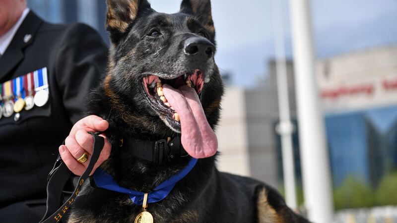 Bacca was on duty with his handler last summer when he helped to detain a violent suspect.