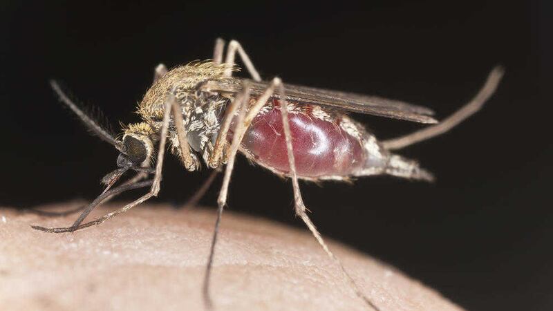 Mosquitoes are attracted to the roughly one trillion microbes that live on our skin 
