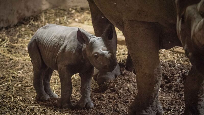 The eastern black rhino calf was born in the middle of the day on Tuesday at Chester Zoo.