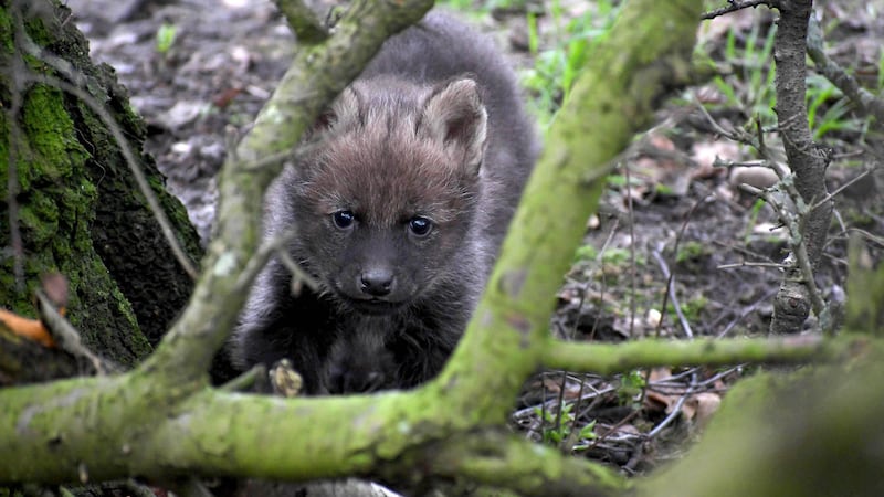 The five pups were seen at Yorkshire Wildlife Park this week.