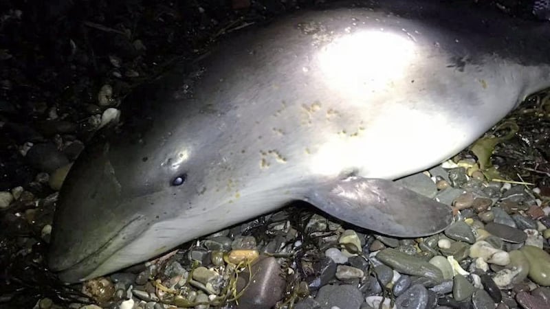 The porpoise was found washed up on a Co Down beach. Picture by Bangor Coastguard Rescue Team/ Facebook 