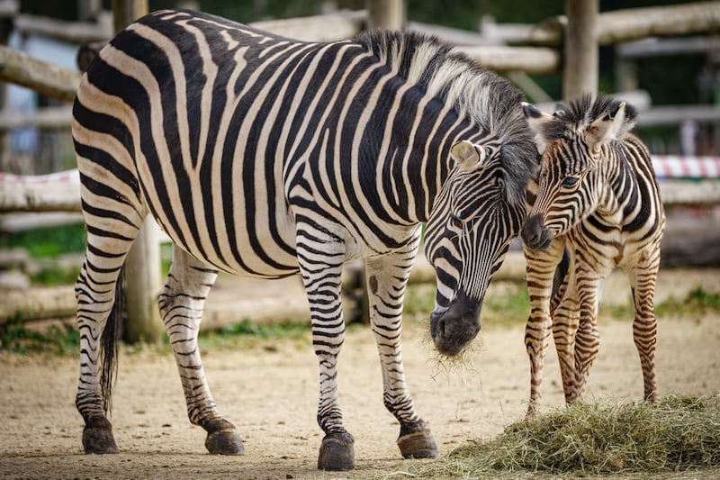 Wild Place Project zebra birth – Bristol