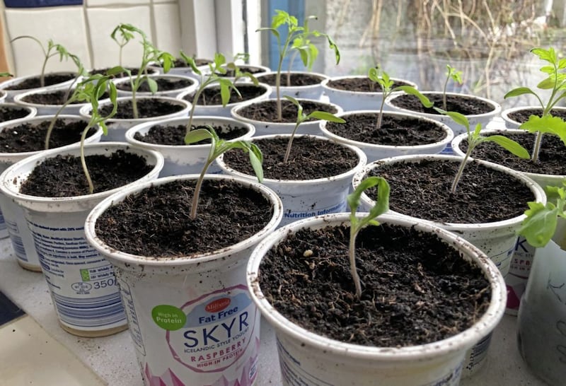 John Manley&#39;s young tomato plants 