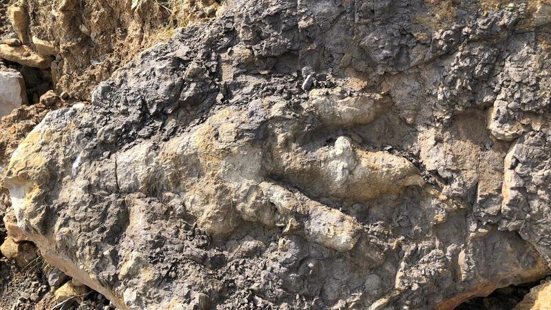 Marie Woods said she found the biggest prehistoric footprint ever found in the county while out collecting shellfish.