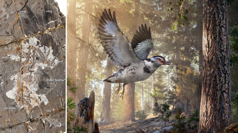 An extinct bird from China provides new clues about the way some dinosaurs evolved into birds.