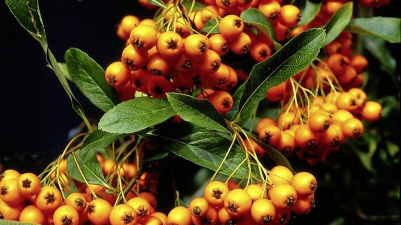 The berries of Pyracantha &#39;Orange Charmer&#39; are lit up by the autumn sun 